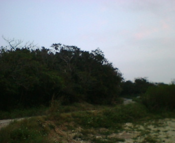 �O�X�N�ߕ�