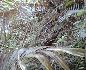 �ΐς݂̏�
